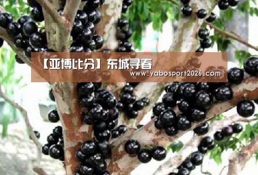 亚博赛事